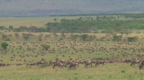 Wildebeest migration Video stock 10717709