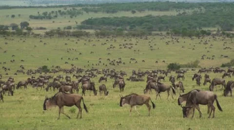 Wildebeest migration Stock Footage 10736919