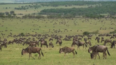 Wildebeest migration Stock Footage 10739454