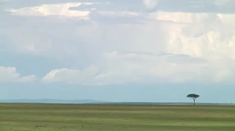 Wildebeest migration Stock Footage 10747252