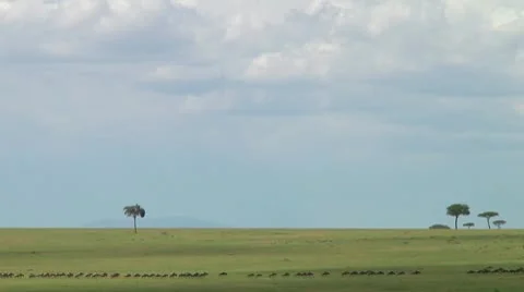 Wildebeest migration Stock Footage 10747262