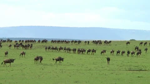 Wildebeest migration Stock Footage 10747271