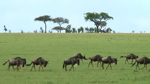 Wildebeest migration Stock Footage 10747283