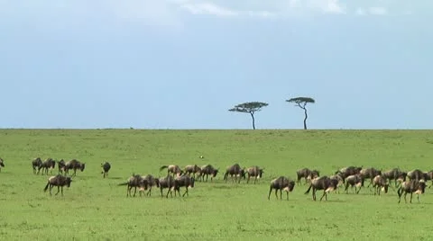 Wildebeest migration Stock Footage 10747298