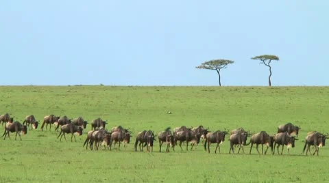 Wildebeest migration Stock Footage 10747313