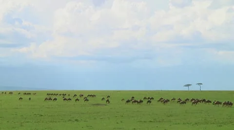 Wildebeest migration Stock Footage 10747327