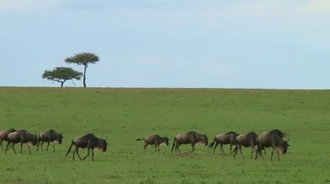 Wildebeest migration Stock Footage 10747350