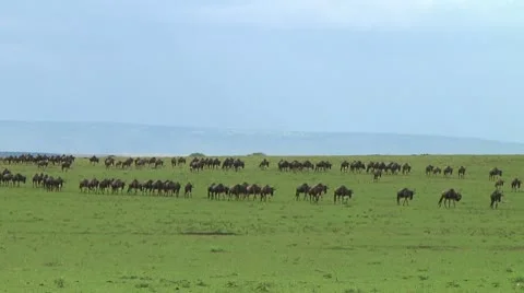 Wildebeest migration Stock Footage 10747369