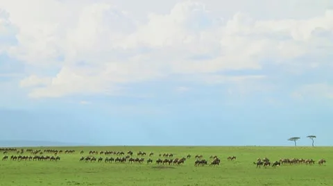 Wildebeest migration Stock Footage 10747375