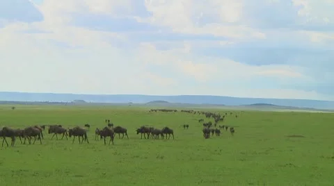 Wildebeest migration Stock Footage 10747385