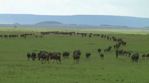 Wildebeest migration Stock Footage 10747450