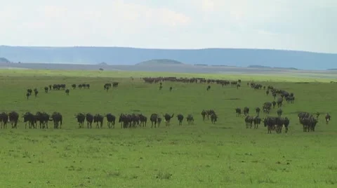 Wildebeest migration Stock Footage 10747461