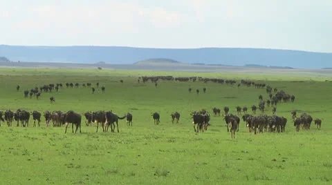 Wildebeest migration Stock Footage 10747464