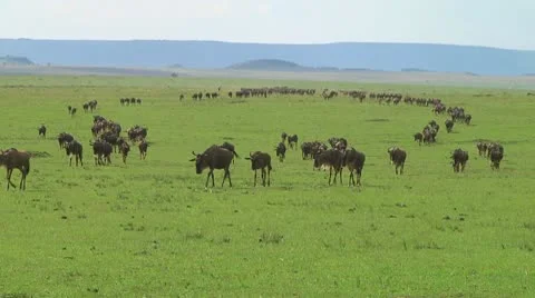 Wildebeest migration Stock Footage 10747478