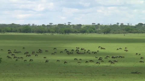Wildebeest migration Stock Footage 10747488