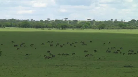 Wildebeest migration Stock Footage 10747499
