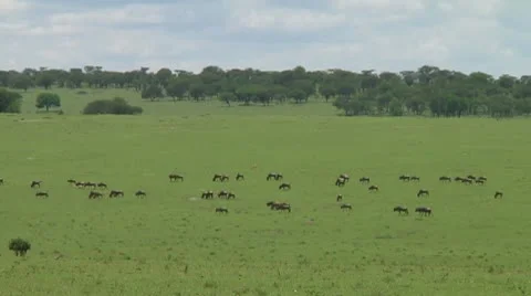 Wildebeest migration Stock Footage 10747505