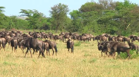 Wildebeest migration Stock Footage 10747532