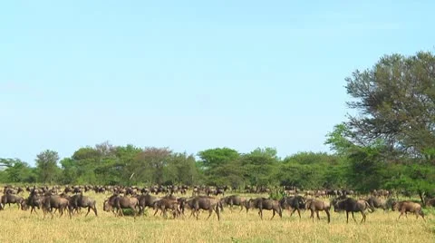 Wildebeest migration Stock Footage 10747560