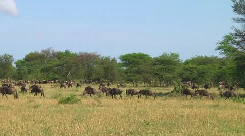 Wildebeest migration Stock Footage 10747593