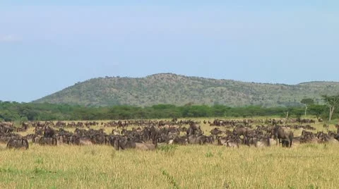 Wildebeest migration Stock Footage 10747618
