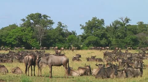 Wildebeest migration Stock Footage 10747627