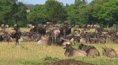 Wildebeest migration Stock Footage 10747637