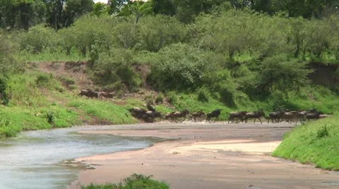 Wildebeest migration Stock Footage 10747645