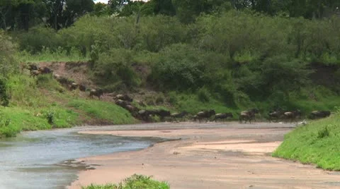 Wildebeest migration Stock Footage 10747658