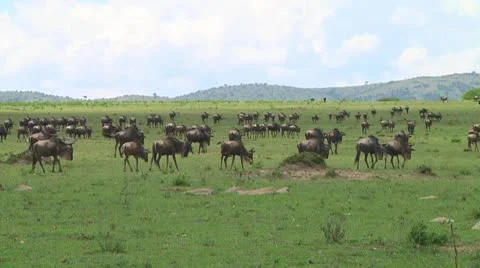 Wildebeest migration Stock Footage 10747683