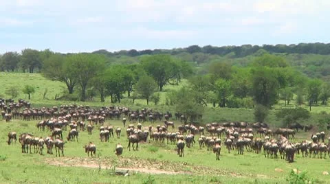 Wildebeest migration Stock Footage 10747696
