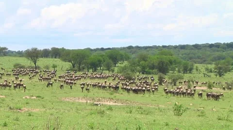 Wildebeest migration Stock Footage 10747713