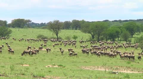 Wildebeest migration Stock Footage 10747722