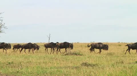 Wildebeest migration Stock Footage 10747750
