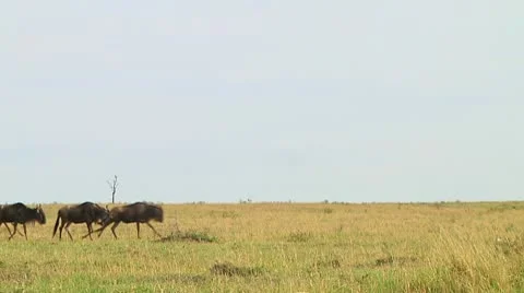 Wildebeest migration Stock Footage 10747770