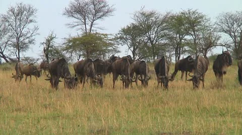 Wildebeest migration Stock Footage 10747775