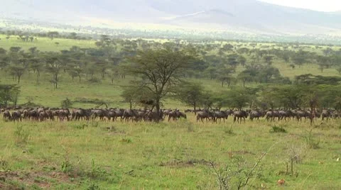 Wildebeest migration Stock Footage 10747791