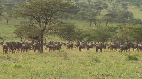 Wildebeest migration Stock Footage 10747814