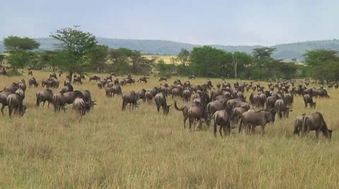 Wildebeest migration Stock Footage 10747834