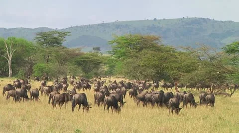 Wildebeest migration Stock Footage 10747853