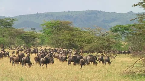 Wildebeest migration Stock Footage 10747868