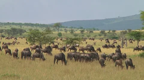 Wildebeest migration Stock Footage 10747887