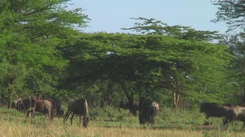 Wildebeest migration Stock Footage 10753925