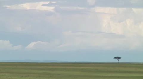 Wildebeest migration Stock Footage 10753942