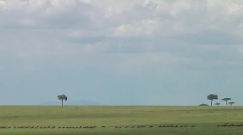 Wildebeest migration Stock Footage 10753950
