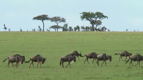 Wildebeest migration Stock Footage 10753976