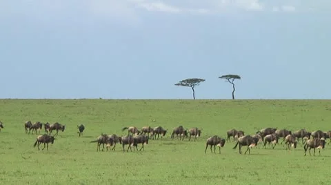 Wildebeest migration Stock Footage 10753990