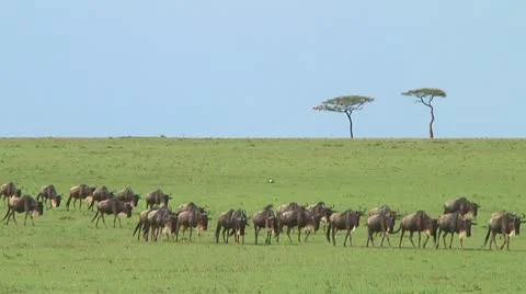 Wildebeest migration Stock Footage 10754002