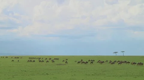Wildebeest migration Stock Footage 10754021