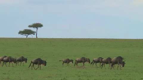 Wildebeest migration Stock Footage 10754038
